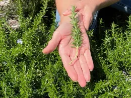 A hand holding a rosemary cutting