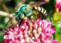 Sweat bee on a buckwheat flower Photo by TJGehling