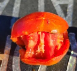 Tomato fruit eaten by roof rats