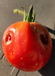 Tomato fruit with two holes eaten by worms