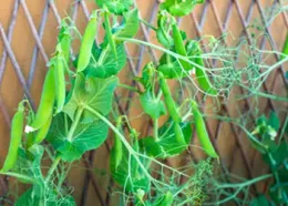 Using a wall to trellis container peas