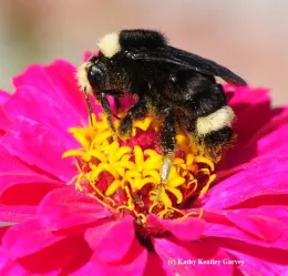 Yellow-faced bumble bee on a zinnia