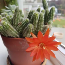 A small potted cactus with tall, thin green stems is sitting on a windowsill, and a single bright orange flower blooms from the side of the pot.