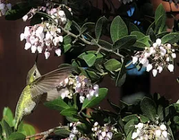 Anna's hummingbird on manzanita