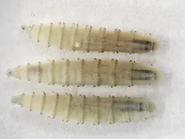 zoomed in view of three pale new world screwworm larvae on a white background