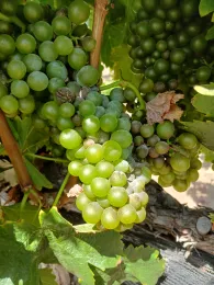 Clusters of green grapes with permanent damage