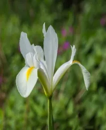 white Dutch iris