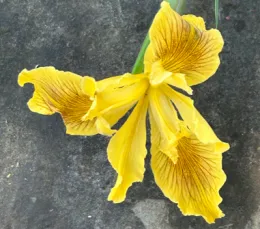 yellow Pacific coast iris