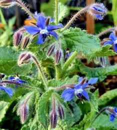 Close up of blue borage flowers