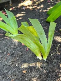 Rhizome laying on ground ready to plant