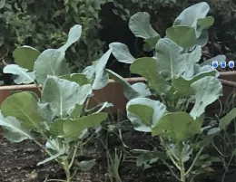 Broccoli plants, Barbara Kissinger Santos