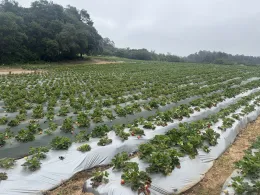 Strawberry field with raised beds covered in agricultural plastic.