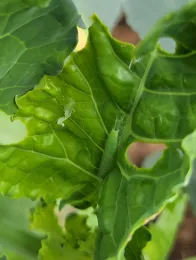 Leaf-feeding caterpillar, Terry Pellegrini