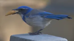 California Scrub Jay with Acorn, Richard Brown