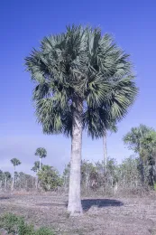 Sabal maritima Granma Niguero Finca Los Naranjos © 2017 DR Hodel