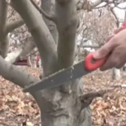 Using a hand saw to prune a large limb from a dormant apple tree