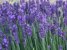 A dense cluster of blooming lavender spikes, standing upright with long, slender green stems. The flowers range from soft lilac to deep violet, creating a rich, calming gradient of purple tones. The blossoms are tightly packed and textured, giving the scene a fluffy, vibrant appearance.