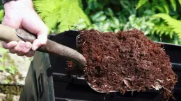 A hand is holding a shovel filled with rich, dark compost. The compost appears loose and crumbly, ready to be used in gardening. In the background, there are green plants and foliage, suggesting an outdoor garden setting