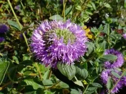 A close-up of a coyote mint flower, featuring a round cluster of small, bright purple blossoms. The flower head is surrounded by green leaves, and the plant appears lush and healthy. The vibrant purple color stands out against the green foliage.