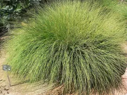 The image shows a large, rounded clump of deer grass (Muhlenbergia rigens) with long, slender green blades radiating outward in all directions. The dense foliage creates a fountain-like shape, and the plant sits on sandy soil, making it a striking feature in the landscape.