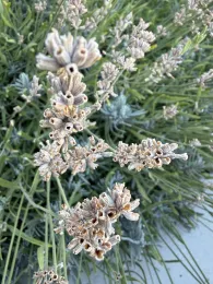 English Lavender Going To Seed