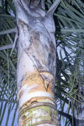 Leaf bases of Chrysalidocarpus × lutecaryi are tubular briefly at the base and there are golden yellow with white-waxy indument.