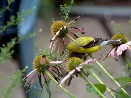 Goldfinch Feeding On Coneflowe