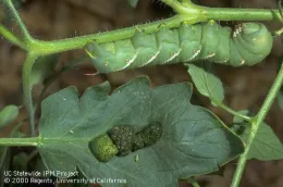 A large green hornworm caterpillar on a tomato plant stem. Below, there are several dark droppings on a tomato leaf, indicating the presence of the hornworm.