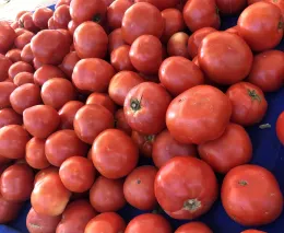 Tomatoes