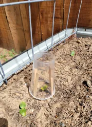 A clear plastic cup over a seesdling