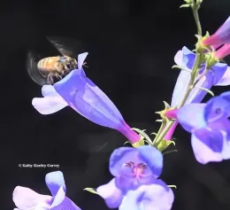 A bee is captured in mid-flight as it visits a vibrant purple flower, collecting nectar. The flower’s petals are tubular and delicate, and the bee’s wings are blurred, showing its rapid movement. The background is dark, making the bee and flower stand out vividly.