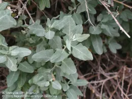 The image shows the foliage of a quail bush, featuring gray-green, oval-shaped leaves with a slightly rough texture. The plant appears dense and bushy, with branches and leaves overlapping. The background includes dry twigs, highlighting the quail bush’s hardy nature.