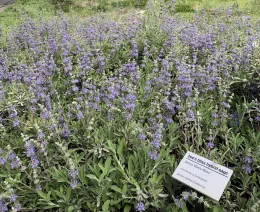 A dense patch of bee’s bliss sage, covered in numerous small, purple flowers. The plant has silvery-green leaves and the blossoms are clustered along upright stems. A sign in the foreground identifies the plant as “bee’s bliss hybrid sage.” The overall scene highlights the lush, flowering nature of this garden plant.