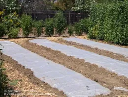 The image shows a garden with several rows of soil covered by clear plastic sheets. This setup is used for soil solarization. In the background, there are tall green plants and sunflowers, with a wooden fence and trees behind them.