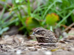 Sparrow Eating Grass Seeds,