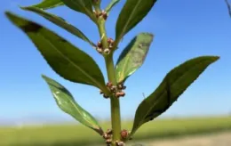 Small, slightly serrated leaves of white water fire.