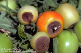 The image shows several tomatoes affected by blossom end rot. The tomatoes have dark, sunken spots at the bottom, indicating the typical symptoms of this disorder. The surrounding tomatoes and leaves are still green, highlighting the contrast between healthy and affected fruit.