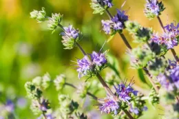 Cleveland sage (Salvia Clevelandii) with clusters of delicate, lavender-blue flowers arranged in whorls along upright stems. The blossoms are surrounded by green, textured leaves, and the background is softly blurred, highlighting the vibrant colors and structure of the plant.