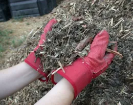 gloved hands holding a handful of mulch