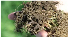 handful of soil