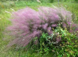 A lush green meadow filled with delicate pink-purple Muhly grass, wildflowers, and tall vegetation.
