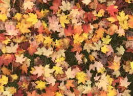 multicolored autumn leaves on the ground
