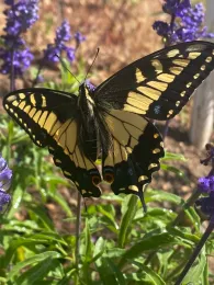 Anise Swallowtail butterfly on Salvia 'Mystic Spires'