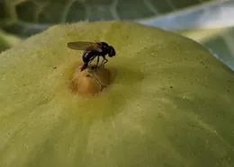Black Fig Fly laying eggs - Etymology today