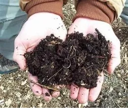 Black Gold Vermiculture. Soil created by composting.