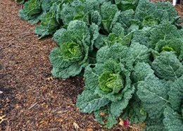 Cool-Season Vegetables Photo courtesy CoCoMG