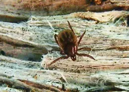 image of black-legged deer tick nymph- Courtest Robert Lane