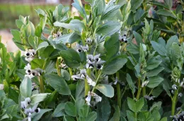 Dense broad bean plants with white, dark-marked flowers and thick green leaves.