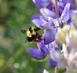 Female Black-tailed Bumblebee on Silver Bush Lupine Bloom