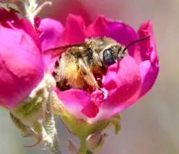 Female Diadasia sp. Bee inside flower of globemallow